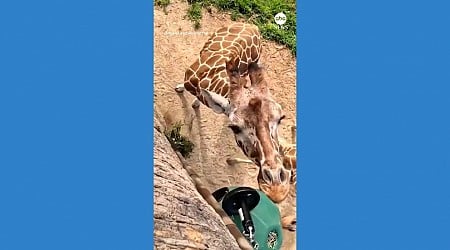 WATCH: Zoo sets up new pulley system for giraffes