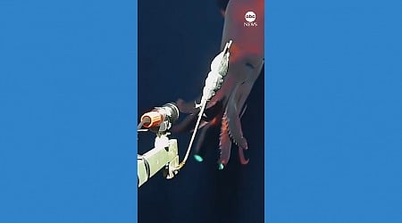 WATCH: Deep-sea squid latches on to camera