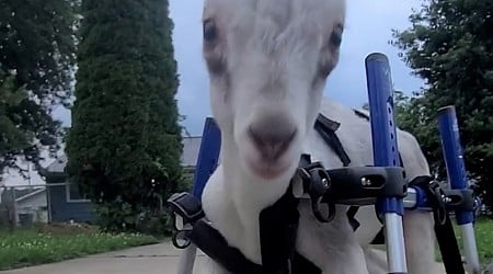 WATCH: Goat with cerebellar hyperplasia learns to run with custom wheelchair