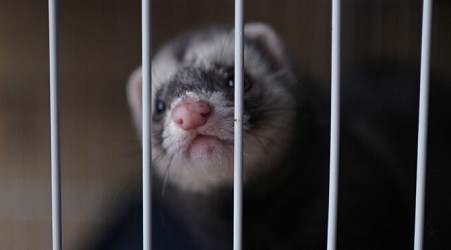 Bird flu virus from Texas human case kills 100% of ferrets in CDC study