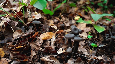 Fungus lost to science for 42 years found again in Chilean mountains