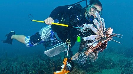 How To Check On Coral Reef And Sharks In The Dominican Republic?