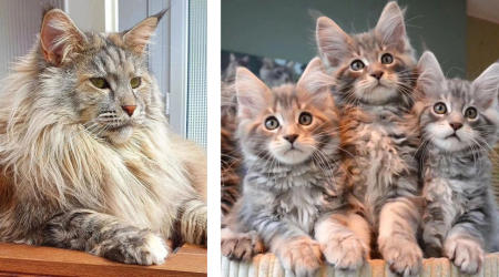 26 Majestic Maine Coon Cat Pictures To Keep Your Heart Warm All Weekend