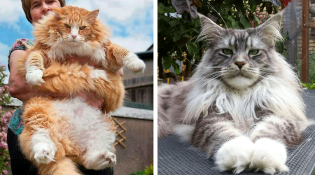 28 Meowrvelously Majestic Cats That Recognize Their Regality as Rulers of all Things Chonky and Floofy