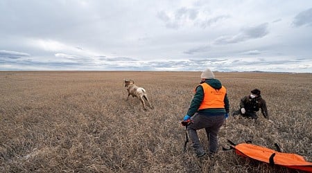 Can disease-detecting dogs help save South Dakota's bighorn sheep?