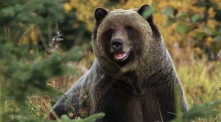 Photographer Mauled by Grizzly Bear in ‘Surprise’ Encounter