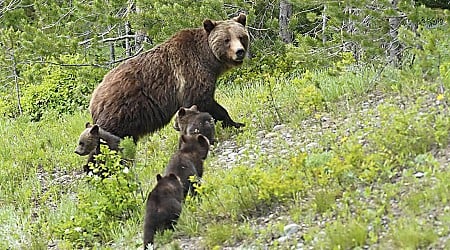 Hiker mauled by grizzly in Wyoming played dead; bear won't be pursued