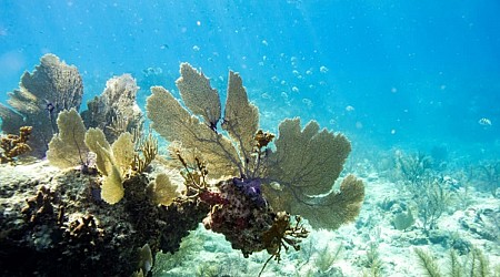 Global coral bleaching event expanding to new countries: Scientists