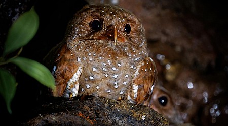 How Is Ecotourism Hurting These Adorable Cave-Loving Birds In Colombia?