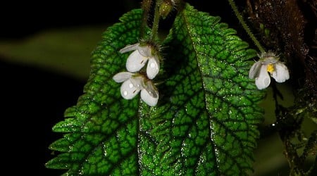 A miraculous little plant proves life persists after deforestation