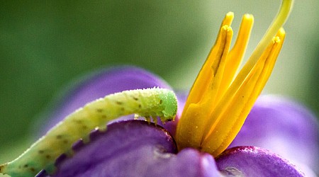 Poisonous 'super weed' created by frequent mowing