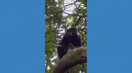 WATCH: Howler monkeys are dying in southern Mexico amid nationwide drought and heat wave