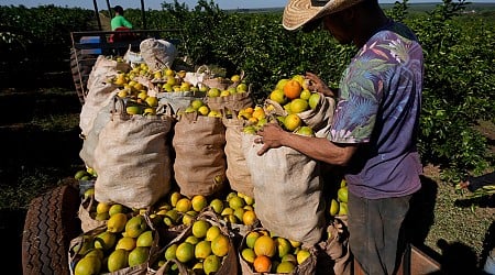 High orange juice prices may be on the table for a while due to disease and extreme weather