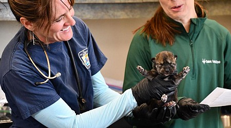 Foster wolf pup program yielding results