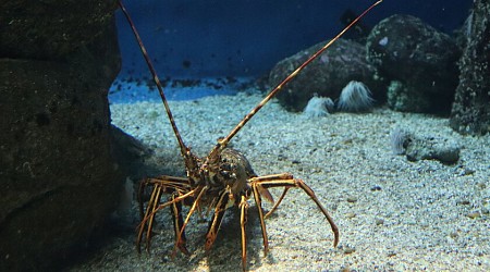 Las langostas de las Rías Baixas eran tan codiciadas que casi han desaparecido. Hay quien ya busca cómo solucionarlo