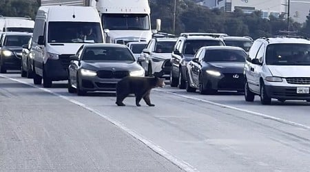 Southern California traffic brought to standstill after bear wanders onto freeway