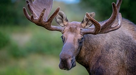 Moose kills man attempting to take photos of her newborn calves