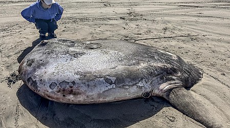 Rare 7-foot fish washed ashore on Oregon's coast garners worldwide attention