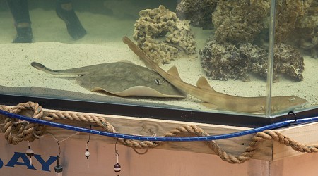 A pregnant stingray with no male companion now has a 'reproductive disease,' aquarium says