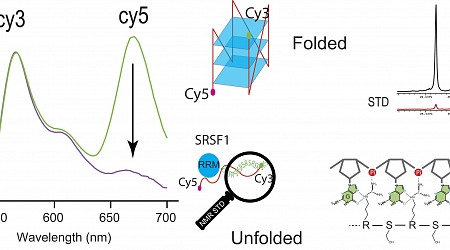 Researchers uncover protein SRSF1's uncommon ability to bind and unfold RNA G-quadruplexes