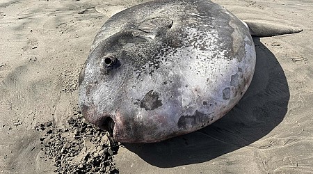 A weird 7-foot fish with a face "only a mother could love" washed ashore in Oregon - and it's rarer than experts thought