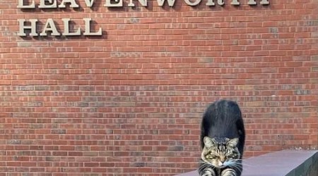 A college puts the ‘cat’ into ‘education’ by giving Max an honorary ‘doctor of litter-ature’ degree