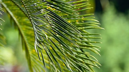 Searching for a female partner for the world's 'loneliest' plant