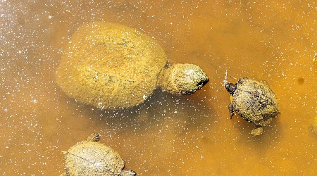 Kansas is bringing the alligator snapping turtle back to its waters after 33-year absence