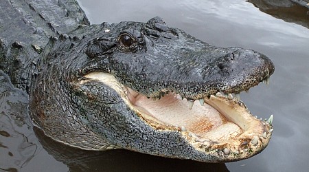 Homeless man said he was swimming in Florida lake at 2 a.m. when gator attacked