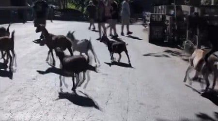 Herd of goats escape from Cedar Point's petting zoo