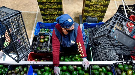 USDA suspends avocado, mango inspections in Mexican state due to security concerns
