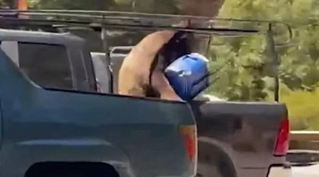 Thieving bear steals workers' lunch from pickup truck in California