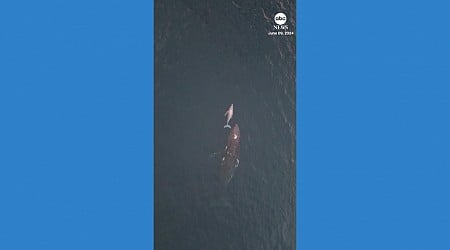 WATCH: Drone footage shows mother whale and calf off Gold Coast