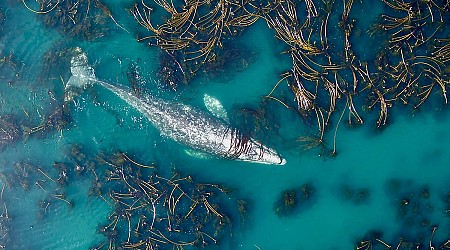 These Gray Whales Are Shrinking and Scientists Aren’t Sure Why