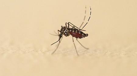 Plus de 600 nouveaux cas importés de dengue ont été recensés en France hexagonale depuis le 1er mai