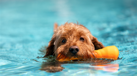 Colorado Springs opens first dog-only diving pool