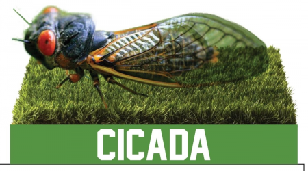 Bobblehead Museum Celebrates 'Triumphant Return' Of Cicada