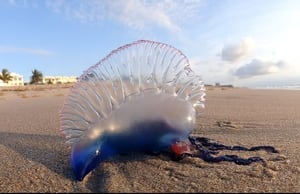 Vacationers beware: 'Extremely dangerous' pests spotted off GA coast, officials warn