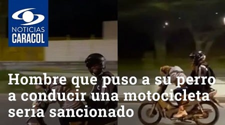 Un hombre que dejó a su perro conducir su moto, será sancionado.