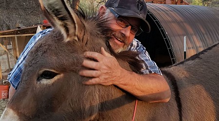 A pet donkey disappeared in Northern California five years ago. He’s been spotted living with a herd of wild elk