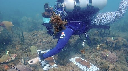 Florida reefs are in trouble. Could the answer lie in coral from the Caribbean?