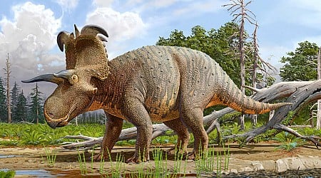 Une nouvelle espèce de dinosaure “à la morphologie bien singulière” découverte dans le Montana