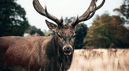 Cerfs zombies : la maladie qui ravage l’Amérique du Nord et inquiète les scientifiques