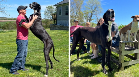 Meet Kevin, The World’s Tallest Living Dog From West Des Moines, Iowa