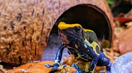 Why do dyeing poison frogs tap dance?