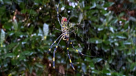 Gigantic Invasive Spiders Set for New York City Debut This Summer