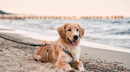 The Most Dog-Friendly States for People Who Love to Take Their Pup Outdoors