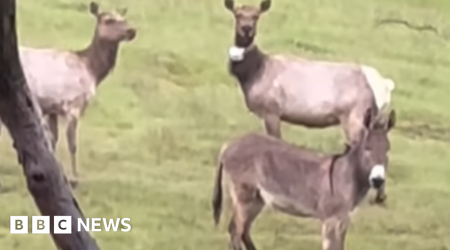 Escaped pet donkey found 'living best life' with elk