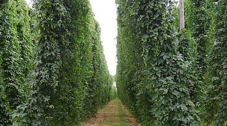 Falling beer demand, crushing glut putting a chill on Eastern WA hop crop
