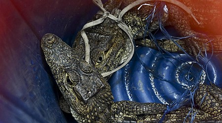 Gang members at Guatemala prison had call center, crocodiles